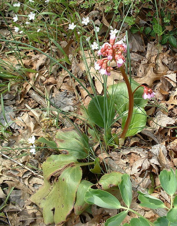 Bergenia